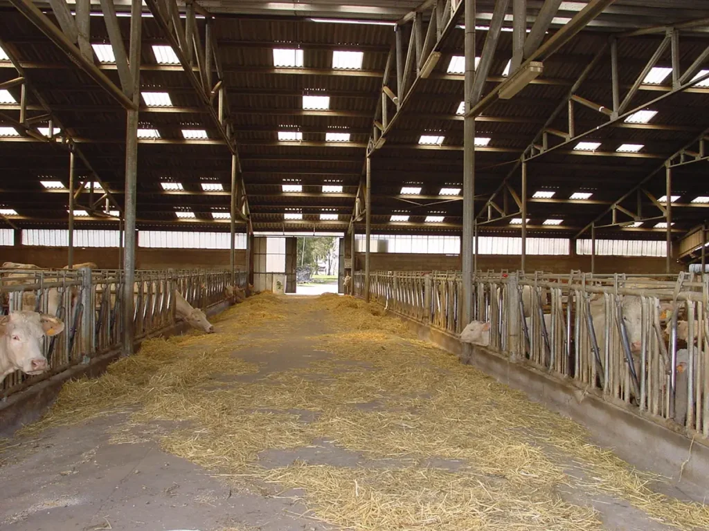 uniservice travee alimentation vaches allaitantes