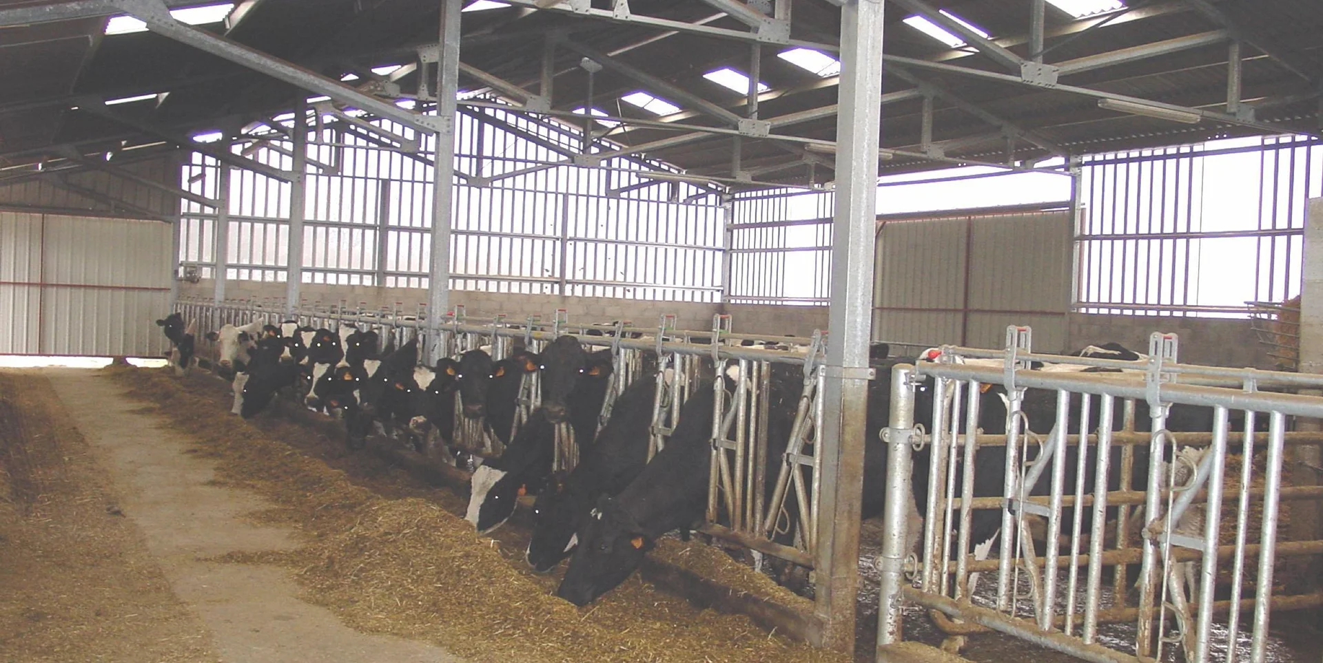 vaches laitieres